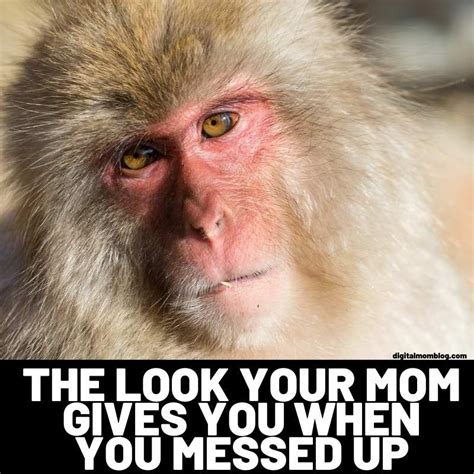 monkey looking meme|cool monkey meme.